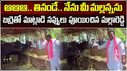 brs leader malla reddy talks with buffalo in medchal during lok sabha election campaign video goes viral