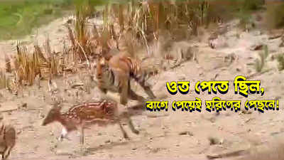 Royal Bengal Tiger: ওত পেতে ছিল, বাগে পেয়েই হরিণের পেছনে