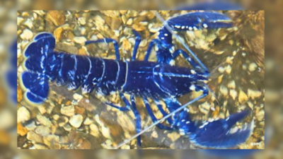 Rare blue lobster: उत्तरी आयरलैंड में मिला दुर्लभ समुद्री झींगा, नीला रंग देखते ही वैज्ञानिकों ने कही ये बड़ी बात
