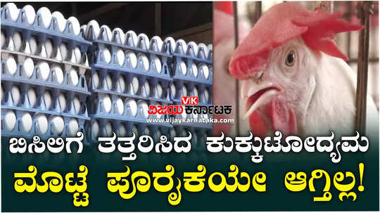 summer heat hit for poultry farm lot of chickens are death heat stroke
