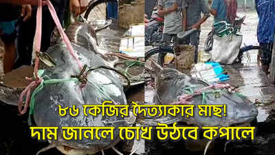 Giant Fish in Uttar Dinajpur : ৮৬ কেজির দৈত্যাকার মাছ! দাম জানলে চোখ উঠবে কপালে