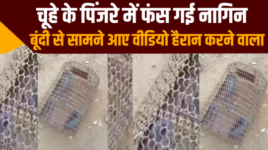 bundi shocking video snake trap in mouse cage