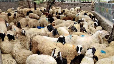 आस्ट्रेलिया भेड़ों के निर्यात पर लगाने जा रहा रोक, जान लीजिए कितना बड़ा है कारोबार, क्या पड़ेगा असर