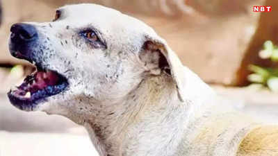 Dog Attack In Bhopal: MP की राजधानी भोपाल में फिर कुत्ते का आतंक, मासूम पर डॉग्स ने हमला कर नोंचा, चीख सुनकर बचाने दौड़े लोग