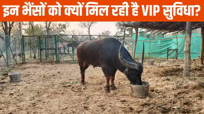 Raipur News: दो महीने में चार लाख रुपये का पानी पी गए भैंसे, खाने का बिल देखकर हो जाएंगे हैरान, जानें क्यों मिल रही है VIP सुविधा