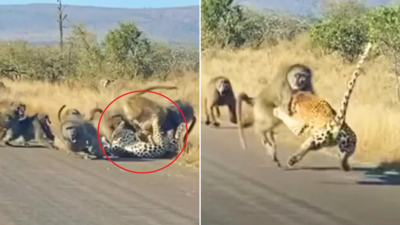 बबून का शिकार करने चला था तेंदुआ, बंदर के साथियों ने पलभर में बता दिया कि पक्की दोस्ती क्या होती है