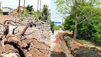 Bhopal News: भोपाल के कोलार सिक्स लेन रोड प्रोजेक्ट में पेड़ों की अवैध कटाई, एनजीटी ने प्रशासन से मांगी रिपोर्ट