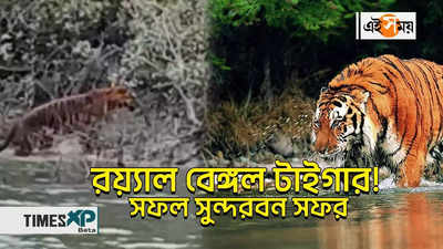 Royal Bengal Tiger : রয়্যাল বেঙ্গল টাইগার! সফল সুন্দরবন সফর