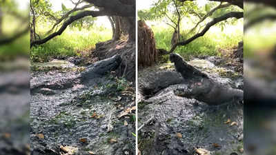 Crocodile Ka Video: दलदल में छिपे मगरमच्छ के अटैक से बाल-बाल बचा शख्स, कैमरे में रिकॉर्ड हुआ रोंगटे खड़े करने वाला पल