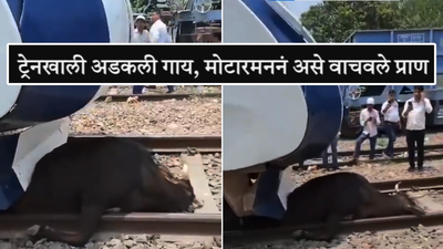 वंदे भारत ट्रेनखाली अडकली गाय, पाहा चालकानं कशी युक्ती वापरून वाचवले प्राण, आता अख्खं जग करतेय कौतुक