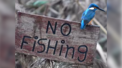 Kingfisher Ka Video: ‘नो फिशिंग’ साइन बोर्ड पर बैठे किंगफिशर की तस्वीर वायरल, लोगों ने कहा- स्वैग हो तो ऐसा