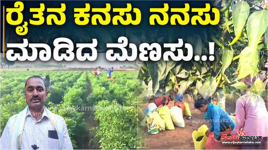 success story how haveri farmer earns good income by growing green chilli