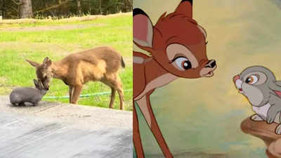 Aww! हिरण और खरगोश की पक्की दोस्ती को देख लोगों को आई Bambi-Thumper की याद, वीडियो वायरल