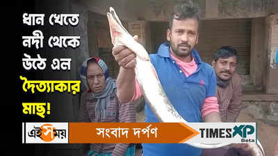 Sundarbans News : ধান খেতে নদী থেকে উঠে এল দৈত্যাকার মাছ!