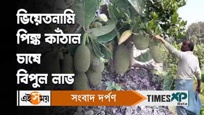 Vietnam Jackfruit : ভিয়েতনামি পিঙ্ক কাঁঠাল চাষে বিপুল লাভ