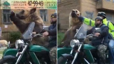 भालू को बाइक पर बैठाकर ले जा रहे थे लड़के, राह चलते लोगों को देख जानवर ने किया नेताओं वाला काम