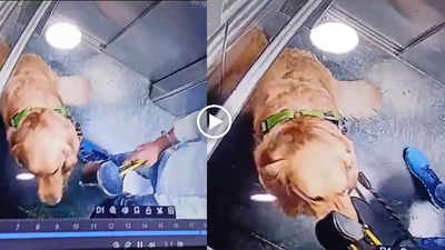 Dog Walker ने लिफ्ट में की कुत्ते की बुरी तरह से पिटाई, डरे-सहमे जानवर का वीडियो देख पब्लिक का पारा हुआ हाई