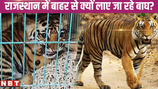rajasthan wrote a letter to the center regarding preparing a new pool for tigers will bring 9 tigers from outside 