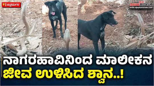 dog saves sleeping farmer from cobra in chitradurga video viral