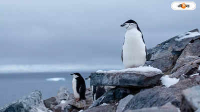 Tourism in Antarctica: আন্টার্কটিকা বেড়াতে আগ্রহী? জানেন মাথা পিছু খরচ কত?