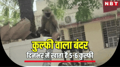 भीषण गर्मी में बंदर ने ढूंढ़ा ठंडक का जुगाड़, दिनभर में 5-6 बार खा रहा कुल्फी, रोज लगा रहा पुलिस थाने के चक्कर