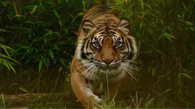Tiger Attack : जंगलात दबा धरून बसलेल्या वाघाचा हल्ला; महिला जागीच ठार, परिसरात भीतीचे वातावरण