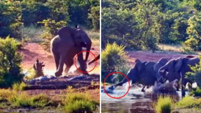 तालाब से पानी पीते हाथी पर मगरमच्छ ने किया अटैक, जैसे ही सूंड से दबोचा, गजराज ने अपनी ताकत दिखा दी
