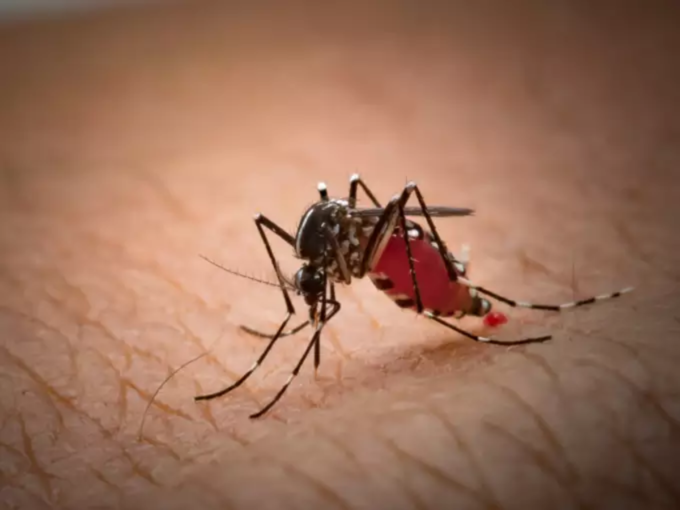 डेंग्यूमध्ये दिसतात ही गंभीर लक्षणे