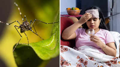 डेंगू होने पर गिर जाती हैं प्लेटलेट्स, तेजी से बढ़ाने के लिए खाएं ये चीजें