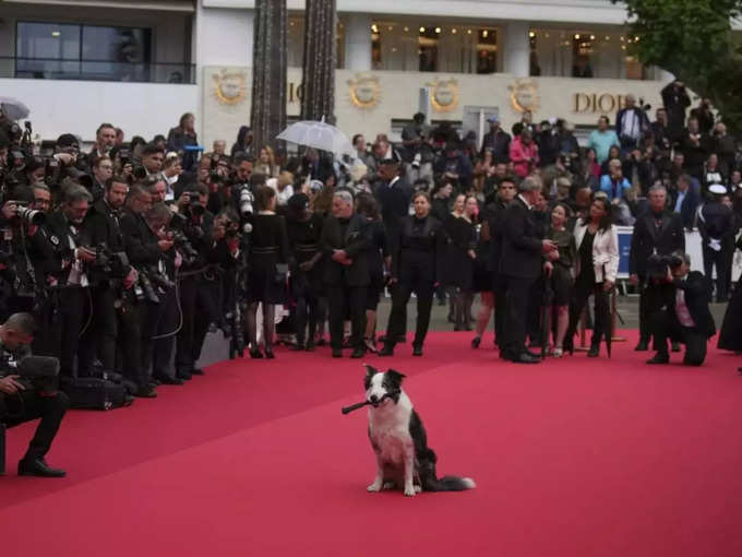 Dog Messi in Cannes 2024