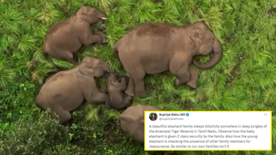Elephant Family Video: घने जंगल में मस्त सो रहा था हाथियों का परिवार, IAS ने वीडियो शेयर किया तो सबकी नजरें बच्चे पर अटक गईं
