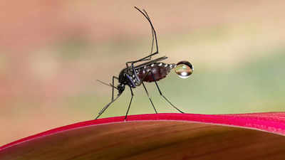 World Dengue Day: डेंगू के मच्‍छरों का खात्‍मा करेंगे ये Mosquito Killer Spray, अमेजॉन ने लाइव कर दी बंपर छूट