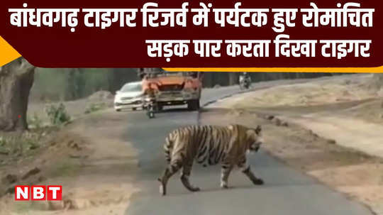 umaria people were thrilled to see bajrang tiger crossing the road captured on camera