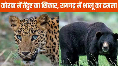 Chhattisgarh News: पहले तेंदुआ का शिकार फिर बॉडी काटकर ले गए शिकारी, रायगढ़ में भालू के हमले से महिला की मौत