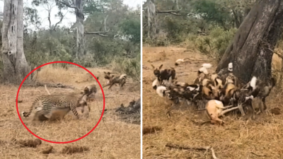Survival of the fittest: तेंदुए ने हिरण को दबोचा, जंगली कुत्तों ने छीना और लकड़बग्घों ने मार ली बाजी, पेट की लड़ाई का वीडियो वायरल