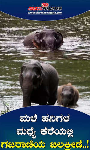 the scene of an elephant playing in a lake in nagarhole forest in mysore district