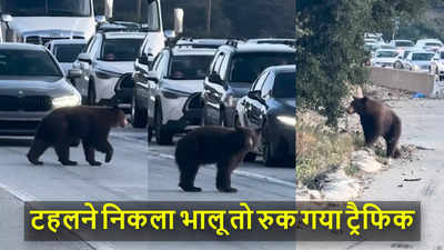 कैलिफोर्निया में टहलने निकले भालू ने रोक दिया ट्रैफिक, वीडियो हुआ वायरल