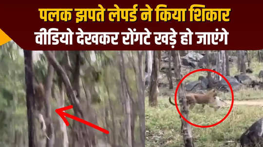 leopard caught the monkey sitting on the tree with lightning speed watch viral video