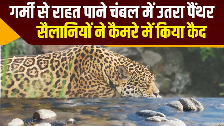 panther landed in chambal to get relief from heat tourists captured video in gandhi sagar dam