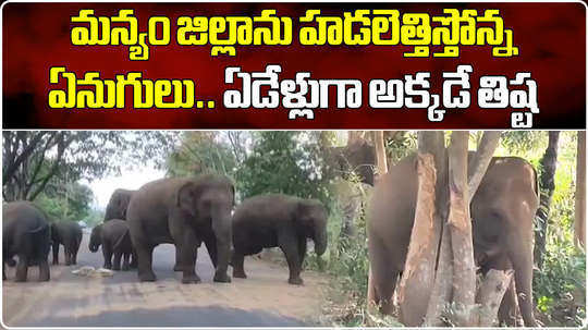 group of elephants hulchul on main road of garugubilli to parvathipuram manyam district