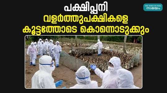 bird flu domesticated birds will be killed en masse