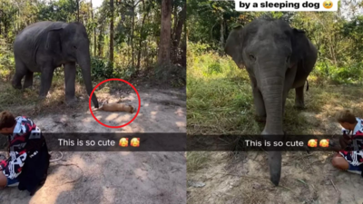 हाथी के रास्ते में आराम से सो रहा था कुत्ता, गजराज ने देखते ही जो किया वह 60 लाख लोगों ने देख डाला