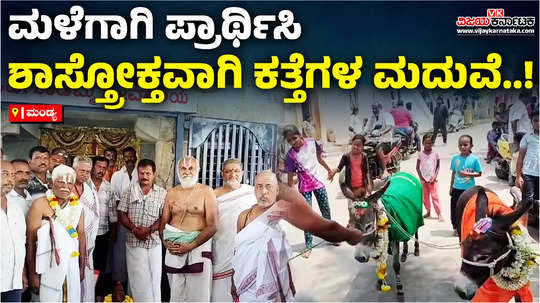 marriage of donkeys by praying for rain in nagamangala of mandya district