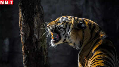 भोपाल में आदमखोर बाघ की दहशत, हर आहट पर अटक जाती हैं गांव वालों की सांस, वन विभाग की तेंदू पत्ता संग्रहण पर रोक
