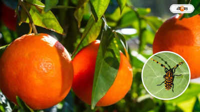 Darjeeling Orange : পোকা ধরলেই মিলবে নগদ টাকা, দার্জিলিঙের কমলালেবু বাঁচাতে নয়া উদ্যোগ