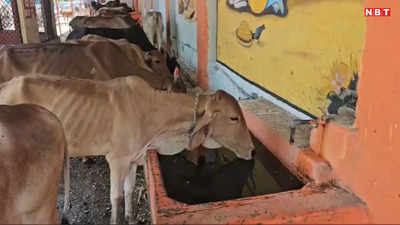 Khandwa News: इस गौशाला में गायों को भीषण गर्मी में बचाने की है स्पेशल व्यवस्था, इंतजाम देख आप भी कह उठेंगे वाह