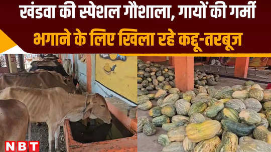 cow shelter of khandwa is special to protect cows from heat giving hydrated water watermelon and pumpkin in food