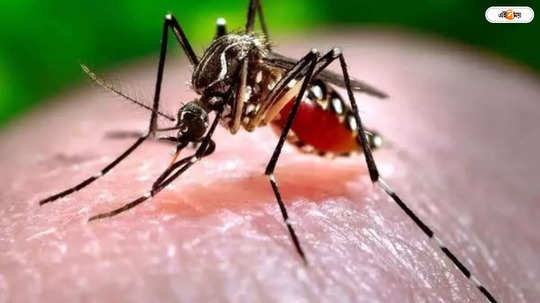 Dengue Fever: বাংলায় বাড়ছে ডেঙ্গি, শীর্ষে আপাতত মালদা