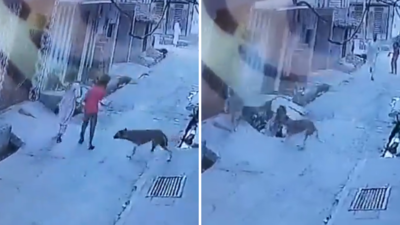 Dog Attack Video: गली से जा रही बच्ची पर कुत्ते ने किया हमला, CCTV में कैद हुई घटना, वीडियो वायरल होते ही भड़के लोग