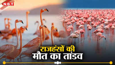 Flamingo Death: मुंबई के घाटकोपर में मौत का तांडव, झुंड से टकराया विमान, 36 राजहंसों की मौत